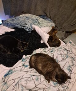 Advantage II Small Cat Vet-Recommended Flea Treatment & Prevention | Cats 5-9 lbs. | 6-Month Supply 6 Pack Small Cat only 34 A1R9vYN49sL