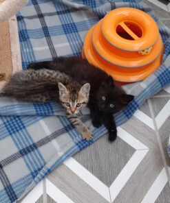 Go Cat Cat Catcher Teaser Wand with Mouse Cat Toy 29 A1ReY6rxJSL