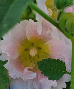 Outsidepride Indian Springs Hollyhock Garden Flower Climbing Vine Plant Mix - 1000 Seeds Indian Spring 33 A1SAoINbPqL