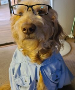 SheaMoisture Kids Extra-Moisturizer Detangler, Coconut & Hibiscus, multi, 8 Fl Oz (Pack of 1) 17 A1T4AWNcChL 4