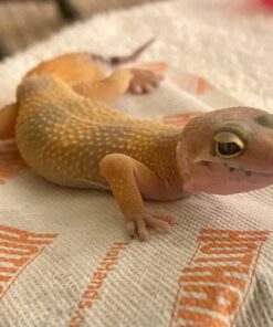 HotHands Body & Hand Super Warmers - Long Lasting Safe Natural Odorless Air Activated Warmers - Up to 18 Hours of Heat - 40 Individual Warmers 56 A1TkFQGknkL