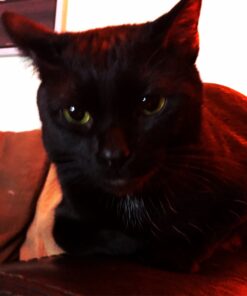 TEMPTATIONS Classic Crunchy and Soft Cat Treats Feline Favorite Variety Pack, 3 oz. Pouches,4 Count 4 Count (Pack of 1) 35 A1UoWf6NSDL