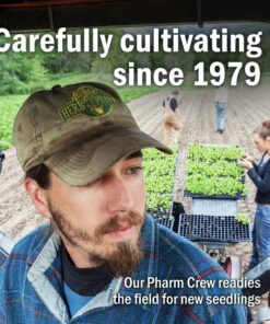 Herb Pharm Certified Organic Calendula Oil, 1 Fl Oz Calendula Oil, 1 Oz 21 A1UutanpYZL