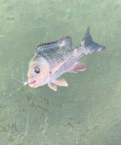 Chill-N-Reel Fishing Can Cooler (from Shark Tank) | Hard Shell Drink Holder with Hand Line Reel Attached | Fits Any Standard Insulator Sleeve or Coozie | Unique Fun Fishing Gift Camo 34 A1VIx AAMtL