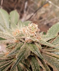 Canna CA1260+CA1270 Coco A & B, 1 L, Set of 2 Plant Growth, White/Brown 31 A1W4GKz8qDL