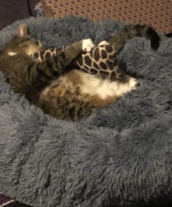 KONG - Kickeroo Giraffe Pattern - Play Enticing Cat Toy, North American Premium Catnip 19 A1WYxirYbL
