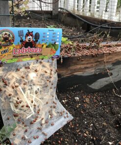 Alternative view of 300 Live Ladybugs - Good Bugs - Ladybugs - Guaranteed Live Delivery!