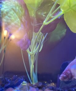 Alternative view of Marina Naturals, Pennywort Silk Plant, Large Fish Tank Decoration, PP103