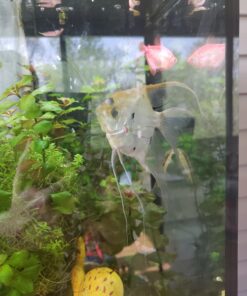 SunSun JUP-01 9W UV Sterilizer Submersible Filter Pump 58 A1XRTqER2tL