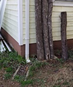 100 Shiitake 100 Mushroom Plug Spawn Edible Mycelium Plugs 41 A1XxW34IVML