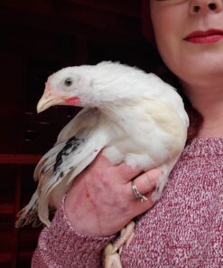 The Chicken Health Handbook, 2nd Edition: A Complete Guide to Maximizing Flock Health and Dealing with Disease Paperback 13 A1ZqtDnbxHL