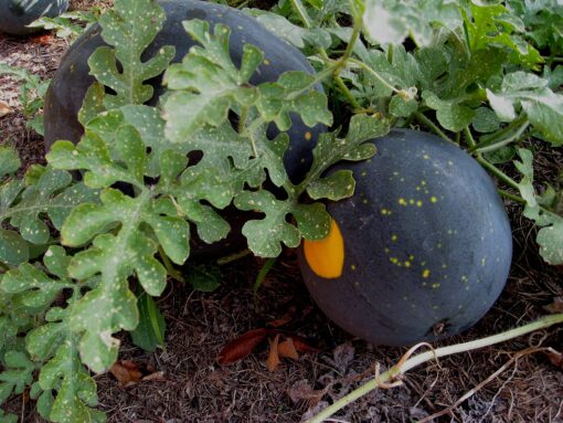 20 Heirlooms Moon and Stars Watermelon Seed by Stonysoil Seed Company.Certified USDA Organic Seeds