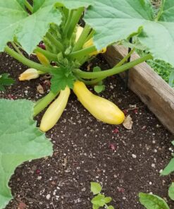 Heirloom Vegetable Seeds Non GMO Survival Seed Kit - Part of Our Legacy and Heritage - 50 Varieties 100% Naturally Grown- Best for Gardeners Who Raise Their Own Healthy Food 1 42 A1a8c0vCKuL