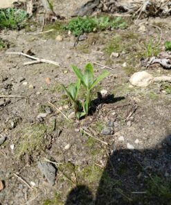 Sow Right Seeds - Milkweed Variety Seed Collection - Includes Butterfly, Common, and Showy Milkweed - Attract Monarchs and Other Butterflies to Your Garden - Non-GMO Heirloom Seeds 22 A1aV4lO6B1L
