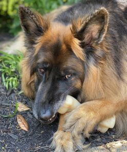 Nylabone Power Chew Knuckle Bone Big Dog Chew Toy Knuckle Chicken XX-Large/Monster (1 Count) XX-Large/Monster (1 Count) Natural 23 A1b05ujy0zL