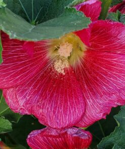 Outsidepride Indian Springs Hollyhock Garden Flower Climbing Vine Plant Mix - 1000 Seeds Indian Spring 34 A1b9kh3Sj9L