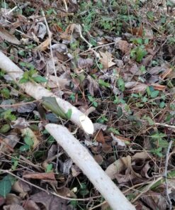 8" x 80T 8-Inch 80 Tooth Carbide Tip Circular Saw Brush Cutter Trimmer Weed Eater Blade (2 Pack) 38 A1cJ dvIl4L