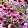 Outsidepride Perennial Echinacea Purple Coneflower Wild Flowers Great for Cutting - 1000 Seeds 14 A1cJPJPUSuL