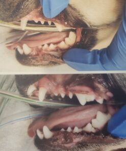 VETRISCIENCE Perio Support Teeth Cleaning Dental Powder for Dogs and Cats, Up to 192 Servings – Clinically Proven to Reduce Plaque and Tartar Perio Powder 31 A1dKwrYhjTL