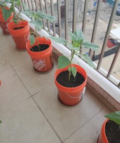 Mammoth Grey Stripe Sunflower Flower Seeds, 50+ Heirloom Seeds Per Packet, (Isla's Garden Seeds), Non GMO Seeds, Botanical Name: Helianthus annuus 29 A1dSWb9rAyL