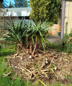 BLACK+DECKER 20V MAX* Alligator Lopper Cordless Chainsaw, Tool Only (LLP120B) 20V Lopper (Tool Only) 21 A1fWpW8sgNL