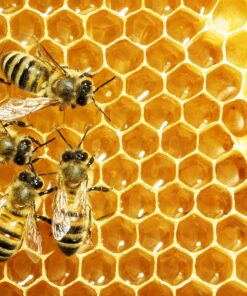 Powerblanket BB55 Bee Blanket 55 gal Drum Heater, Honey with Fixed TSTAT, 800W, 120V 55-Gallon 120 V 22 A1fd5xOSUFL