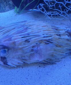 Fritz Aquatics Fritz Mardel - Coppersafe - 16oz 8 A1fjWdXbyGL