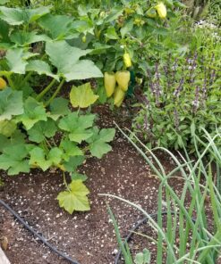 Heirloom Vegetable Seeds Non GMO Survival Seed Kit - Part of Our Legacy and Heritage - 50 Varieties 100% Naturally Grown- Best for Gardeners Who Raise Their Own Healthy Food 1 43 A1gfeYAF oL