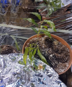 Jobe’s Organics 09226NA Granular Plant Food Fruit & Citrus, 4lbs, Brown 40 A1h L4 fUDL