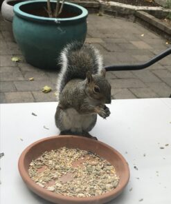 Kaytee Backyard Wildlife Food Blend For Wild Squirrels, Chipmunks, Rabbits and Other Backyard Wildlife, 5 Pound 5 Pound (Pack of 1) 39 A1jYnx54C1L