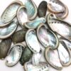 PEPPERLONELY 25 PC Natural Green Donkey Ear Abalone Sea Shells, 2 Inch ~ 3 Inch 1#. 2" ~ 3 "