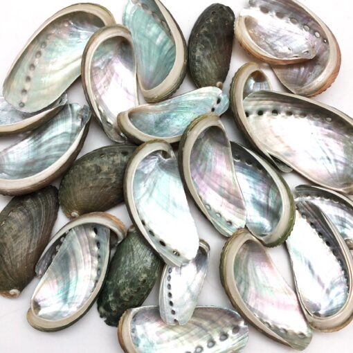 PEPPERLONELY 25 PC Natural Green Donkey Ear Abalone Sea Shells, 2 Inch ~ 3 Inch 1#. 2" ~ 3 "