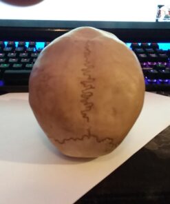 Grinning Highly Realistic Replica Human Skull Statue Home Décor 6.5x4.25x4.6" 50 A1kGrNLTD L