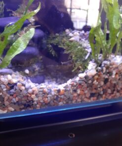 MarineLand Contour Glass Aquarium Kit with Rail Light 3-gallon 53 A1kLflMTSLL