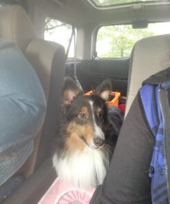 Vastar Double Dog Walker, Adjustable Heavy Duty Double Dog Leash for Pets, No Tangle Two Dogs Training Leash for Dogs up to 110 Pounds, Premium Quality Dog Leash Coupler for 2 Dogs Black 20 A1kj71rYHuL