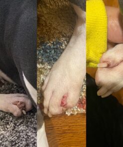 Healing Solutions 10ml Oils - Thuja Essential Oil - 0.33 Fluid Ounces 0.33 Fl Oz (Pack of 1) 20 A1kpraTJj7L