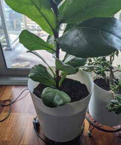 Hoffman 10410 Organic Cactus and Succulent Soil Mix, 10 Quarts 28 A1lhBGrjgUL