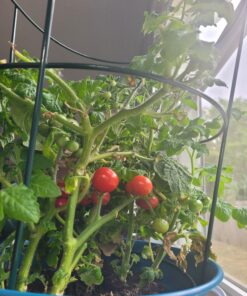 AeroGarden Salsa Garden Seed Pod Kit, 7 26 A1ounIcg gL