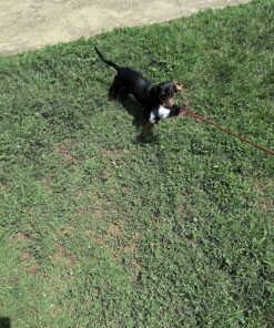 Outward Hound Tail Teaser Durable Dog Wand with Soft Plush Toys 30 A1q0NNF8W8L