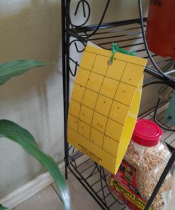 Yellow Sticky Aphid Whitefly Trap Pack of 15 37 A1tDEzJkPfL