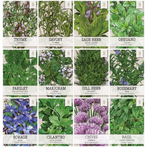 Seed Needs, Herb Seeds Variety Pack Culinary Herb Collection (12 Individual Herbs for Planting Indoors or Outdoors) Grow Your Own Organic Herb Garden - Heirloom, Non-GMO 12 Pack