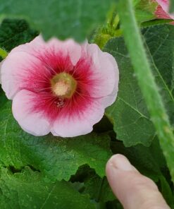 Outsidepride Indian Springs Hollyhock Garden Flower Climbing Vine Plant Mix - 1000 Seeds Indian Spring 35 A1xSxpXaRL