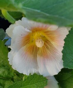 Outsidepride Indian Springs Hollyhock Garden Flower Climbing Vine Plant Mix - 1000 Seeds Indian Spring 36 A1y4dcpze8L