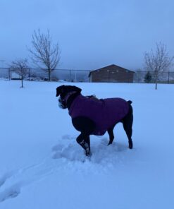 Kurgo Loft Dog Jacket, Reversible Dog Coat, Wear with Harness or Sweater, Water Resistant, Reflective, Winter Coat For Medium Dogs (Deep Violet, M) Deep Violet/Charcoal 55 A1yjN7psSL