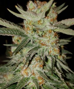 BESTVA 2024 Newest Upgrade 2000W Led Grow Light with High Yield Diodes Full Spectrum LED Grow Lights for Indoor Plants Greenhouse Veg Bloom Light Hydroponic Grow Lamp 54 A1zAL9fvvvL