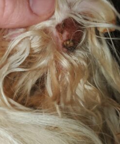 Pawstruck USDA Organic Natural Ruff Relief Wax Balm for Dogs – Moisturizes, Protects, and Heals Noses & Paws – Made in USA, Non-Toxic, Hypoallergenic - 1.75 oz 46 A1zcFxPO4TL