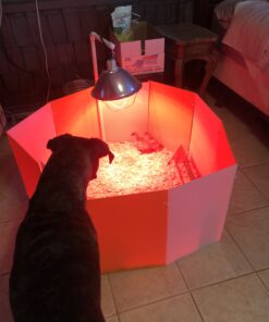 Farm Innovators 3700 Baby Chick Corral Starter Home Coop Kit with 10 Plastic Panels and Adjustable Brooder Lamp Hanger for Up To 15 Chicks 31 B1 fPwmgoTS