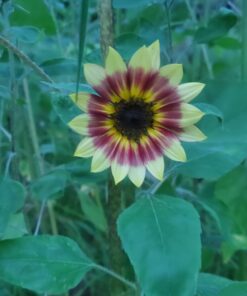 BIG PACK - (1,000+) SUNFLOWER Sunny Sun Flower CRAZY MIX flower Seeds - Non-GMO 34 B109SrBDh7S