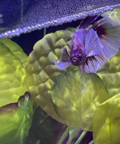 Marina Naturals, Pennywort Silk Plant, Large Fish Tank Decoration, PP103 12 B10KeAsPeqS