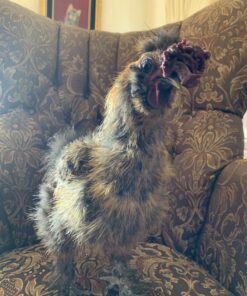 Manna Pro Harvest Delight - Whole Ingredient Chicken Treat - Harvest Mix of Grains, Raisins, Tomatoes, Carrots, Sunflower Seeds - Mixed Flock Poultry Treat - 2.5 lbs 25 B10o9ktvPYS